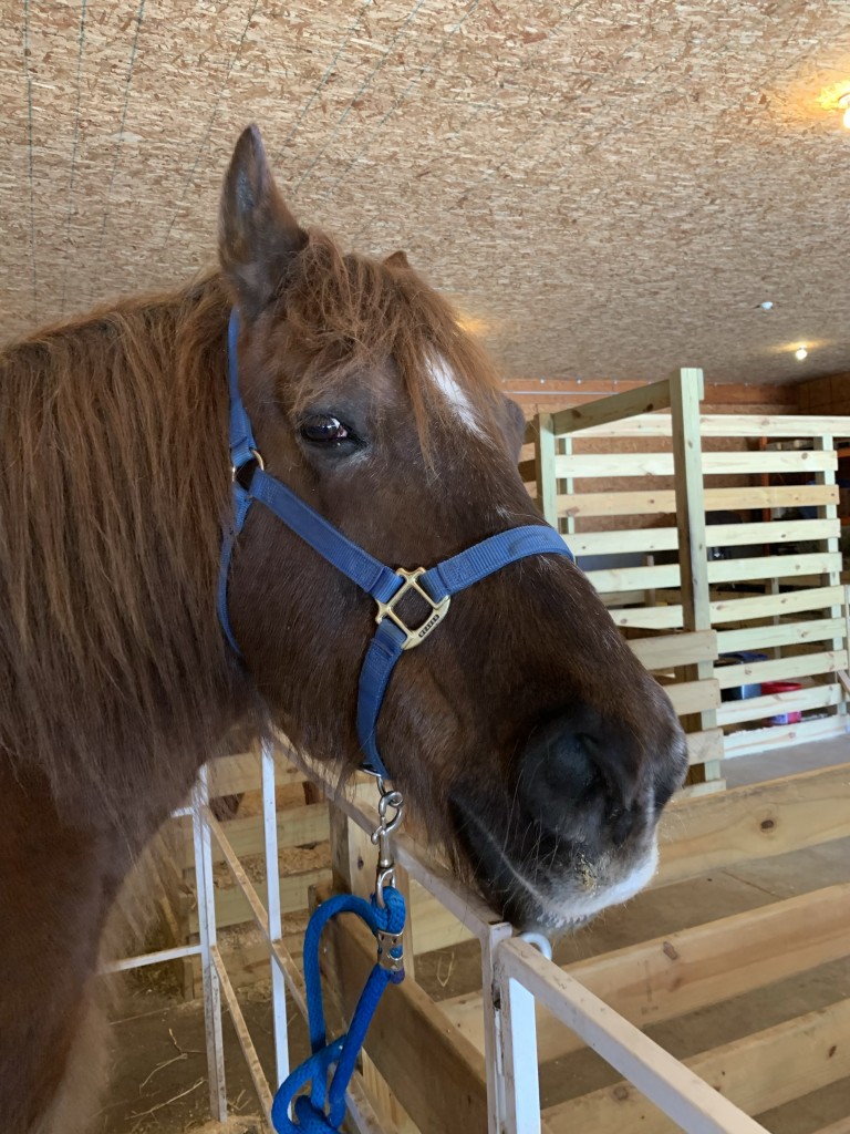Sadie is the horse of the month Hannah and Friends